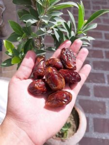 Read more about the article The many health benefits of Dates